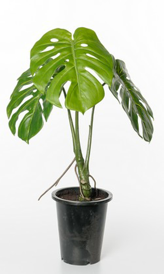 Billede af Monstera, 60 cm