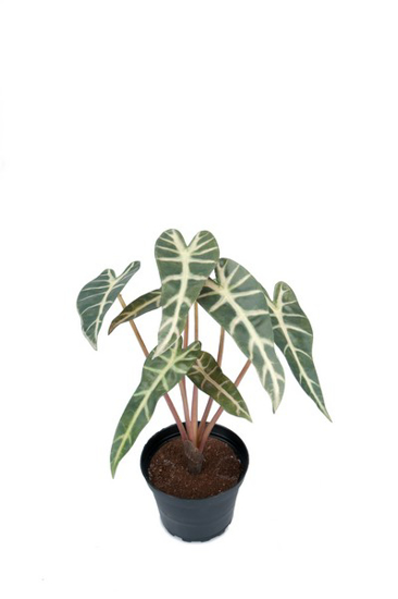 Billede af Alocasia, 30 cm