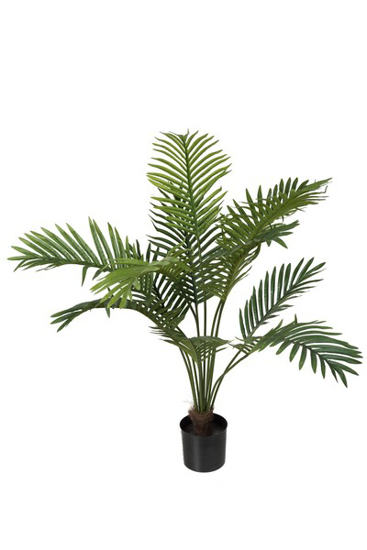 Billede af Palme, 80 cm