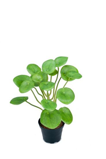 Billede af Pilea, 25 cm