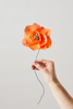 Billede af Papirsblomst, poppy