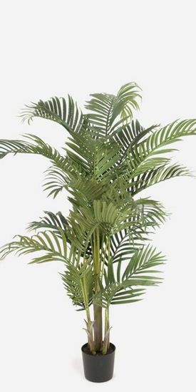 Billede af Kentia palme, 110cm