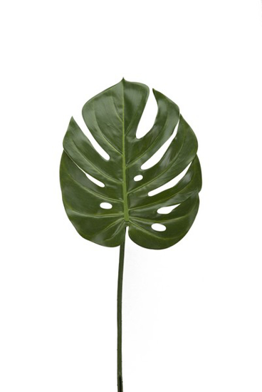 Billede af Monstera blad, H60cm Ø22cm