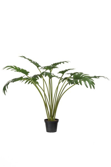 Billede af Phillodendron, 65cm