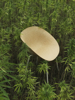 Billede af Mat Armstol, hemp/cream