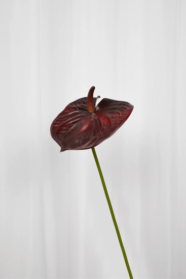Billede af Anthurium blomst