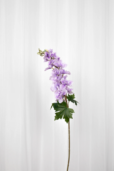 Billede af Consolida blomst