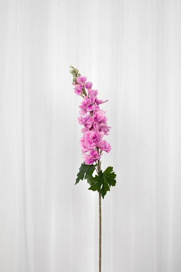 Billede af Consolida blomst
