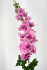 Billede af Consolida blomst
