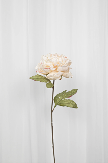 Billede af Pæon blomst