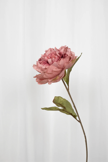 Billede af Pæon blomst