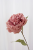 Billede af Pæon blomst