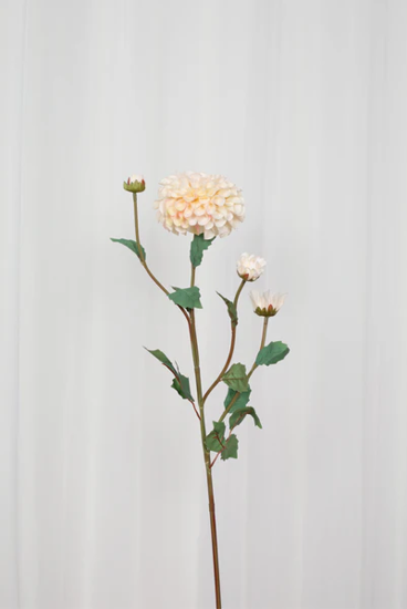 Billede af Dahlia blomst