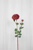 Billede af Dahlia blomst