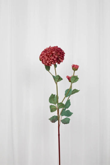 Billede af Dahlia blomst