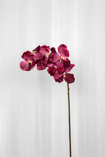 Billede af Orkidé med 7 blomster