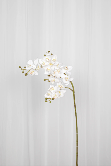 Billede af Orkidé med 21 blomster