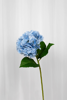 Billede af Hortensia blomst