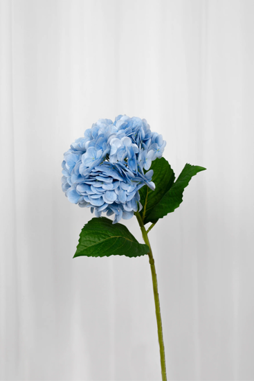 Billede af Hortensia blomst