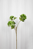Billede af Hortensia gren