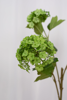Billede af Hortensia gren