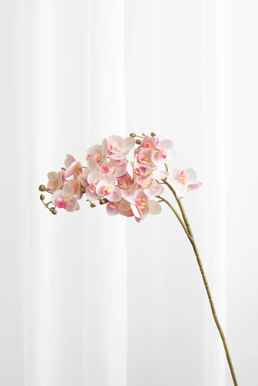 Billede af Orkidé med 21 blomster