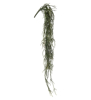 Billede af Misteltenkaktus (Rhipsalis)
