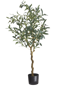Billede af Oliva Oliventræ, H120cm