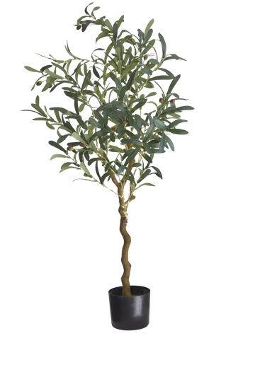 Billede af Oliva Oliventræ, H120cm